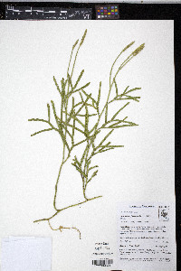 Diphasium jussiaei image