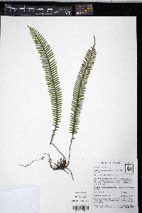 Lellingeria major image