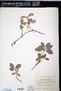 Gaultheria procumbens image