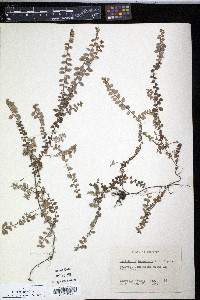 Gaultheria hispidula image