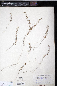 Gaultheria hispidula image