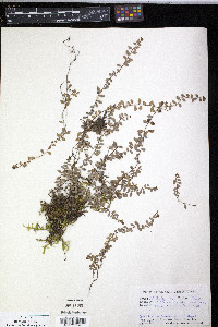 Gaultheria hispidula image