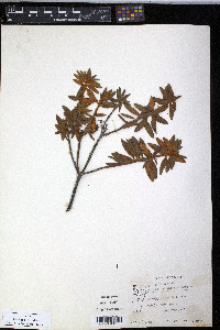 Rhododendron groenlandicum image