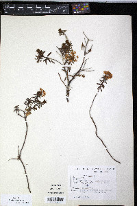 Rhododendron tomentosum subsp. decumbens image