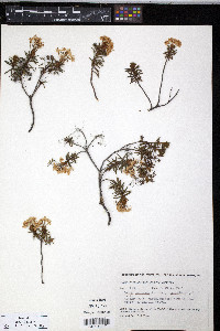 Rhododendron tomentosum image