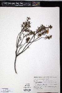 Rhododendron tomentosum image