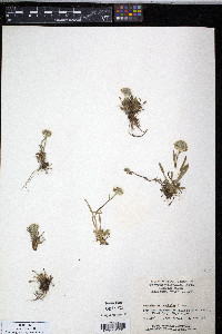 Erigeron uniflorus subsp. eriocephalus image