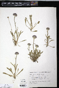 Erigeron uniflorus subsp. eriocephalus image