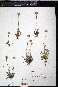 Erigeron uniflorus subsp. eriocephalus image