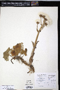 Petasites frigidus image