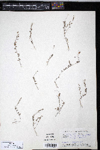 Oxycoccus palustris image