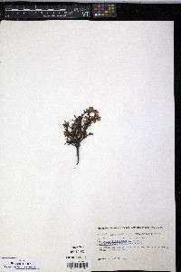 Vaccinium uliginosum image