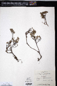 Vaccinium uliginosum image