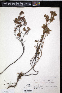 Vaccinium uliginosum image