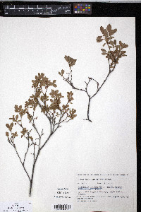 Vaccinium uliginosum image