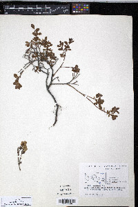 Vaccinium uliginosum image