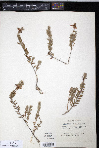 Vaccinium macrocarpon image