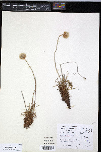 Armeria maritima image