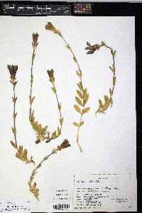 Image of Gentiana bisetaea