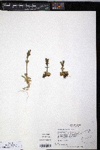 Gentiana glauca image