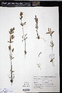 Gentiana propinqua image