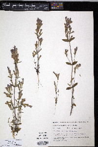 Gentiana propinqua image