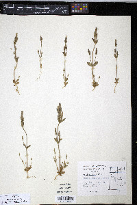 Gentiana propinqua image