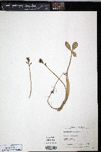 Menyanthes trifoliata image