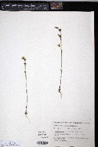 Lomatogonium rotatum image