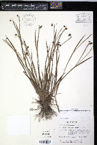 Sisyrinchium atlanticum image