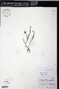 Sisyrinchium minus image