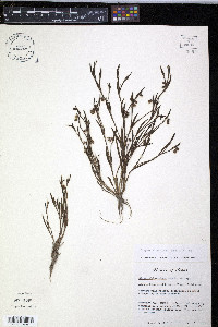 Sisyrinchium minus image