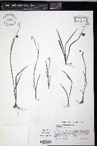 Sisyrinchium mucronatum image