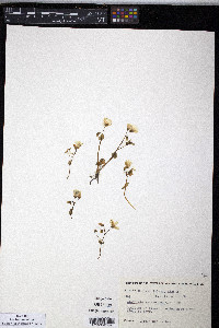 Claytonia sarmentosa image