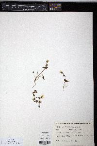 Claytonia sarmentosa image