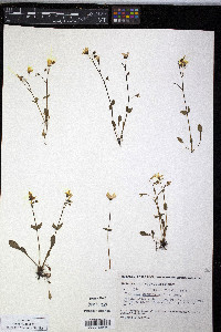 Claytonia sarmentosa image