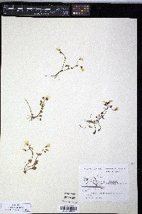 Claytonia sarmentosa image