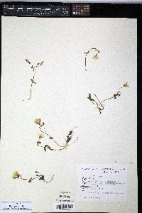 Claytonia sarmentosa image