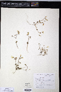 Claytonia sarmentosa image