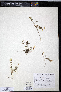 Claytonia sarmentosa image