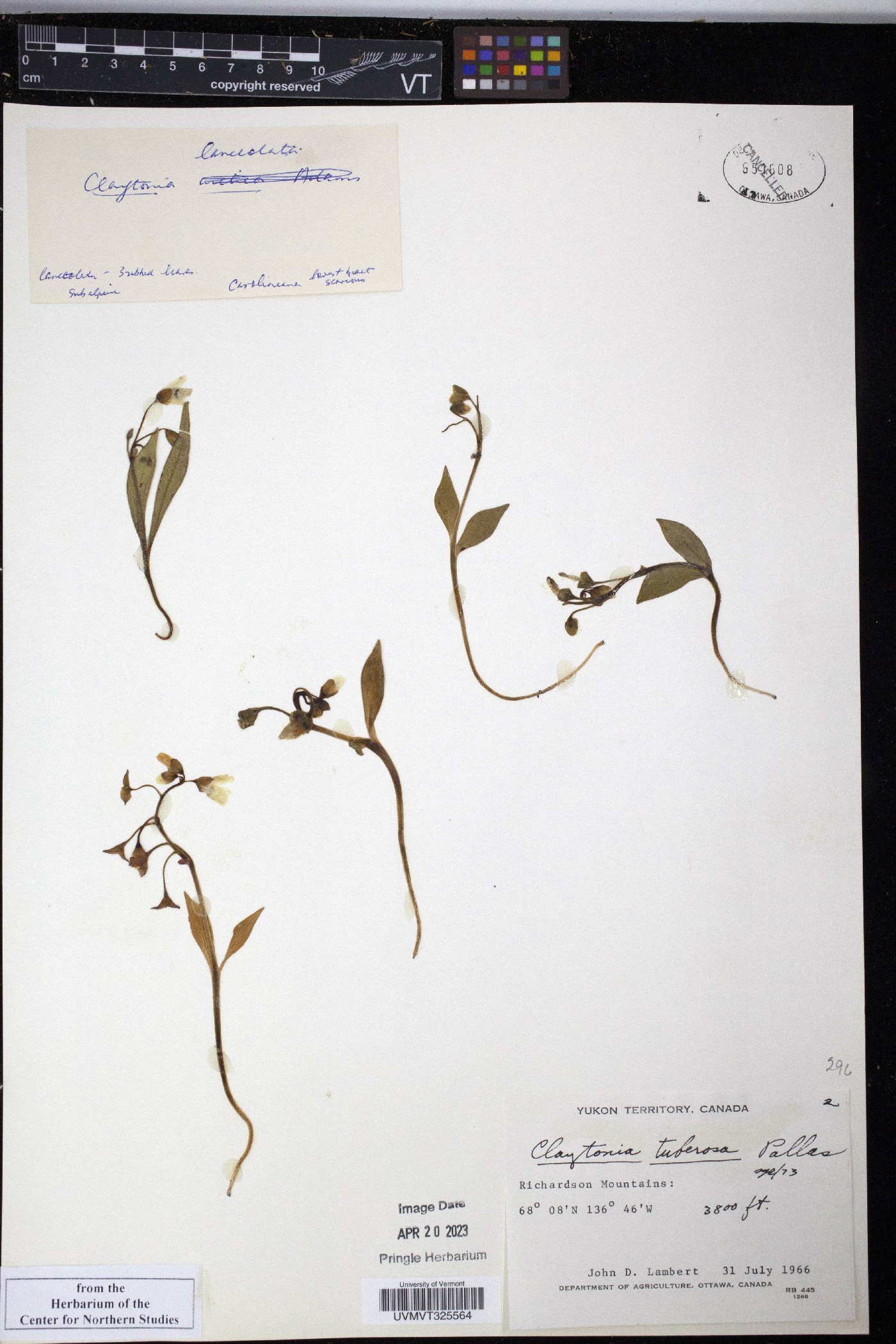 Claytonia tuberosa image