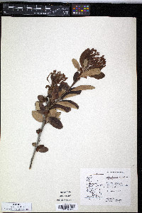 Embothrium coccineum image