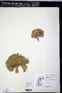 Gaimardia australis image