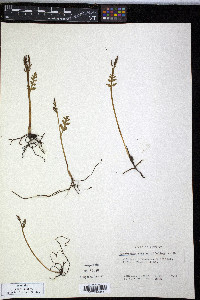 Botrychium matricariifolium image