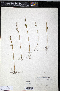 Botrychium matricariifolium image