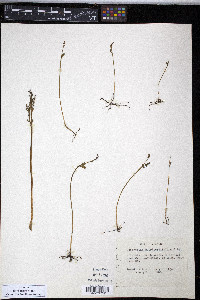 Botrychium matricariifolium image