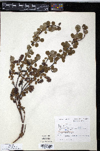 Salix ovalifolia image