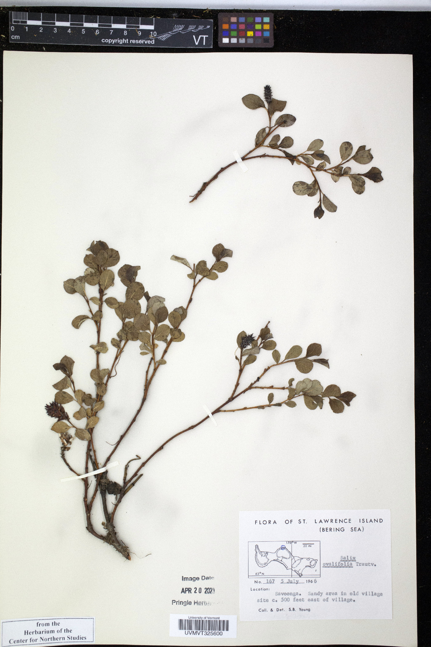 Salix ovalifolia image