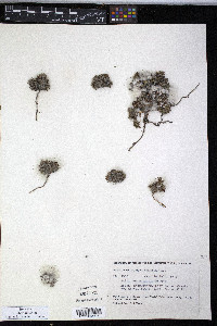 Salix rotundifolia image