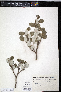 Salix vestita image